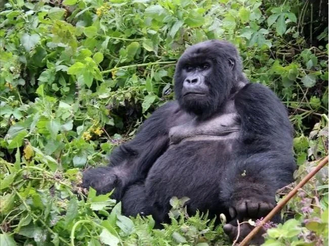 December Member Highlights:  Who Was a High School and College Cheerleader? Who Went to Africa?