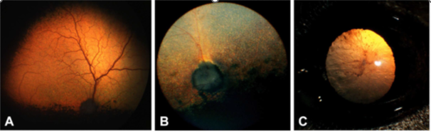 Recent Member Publication, "Two Genes, One Culprit - A Functional Candidate Validation of a SPATA7 deletion in dogs with day blindness/retinal degeneration