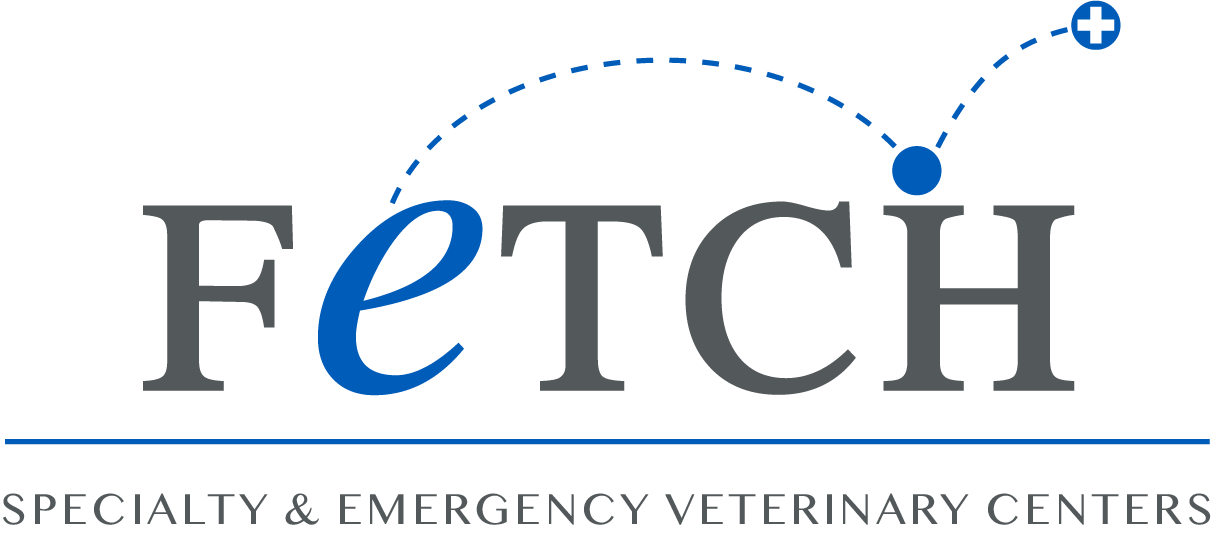 Board-Certified Veterinary Ophthalmologist - Fetch Brandon, FL