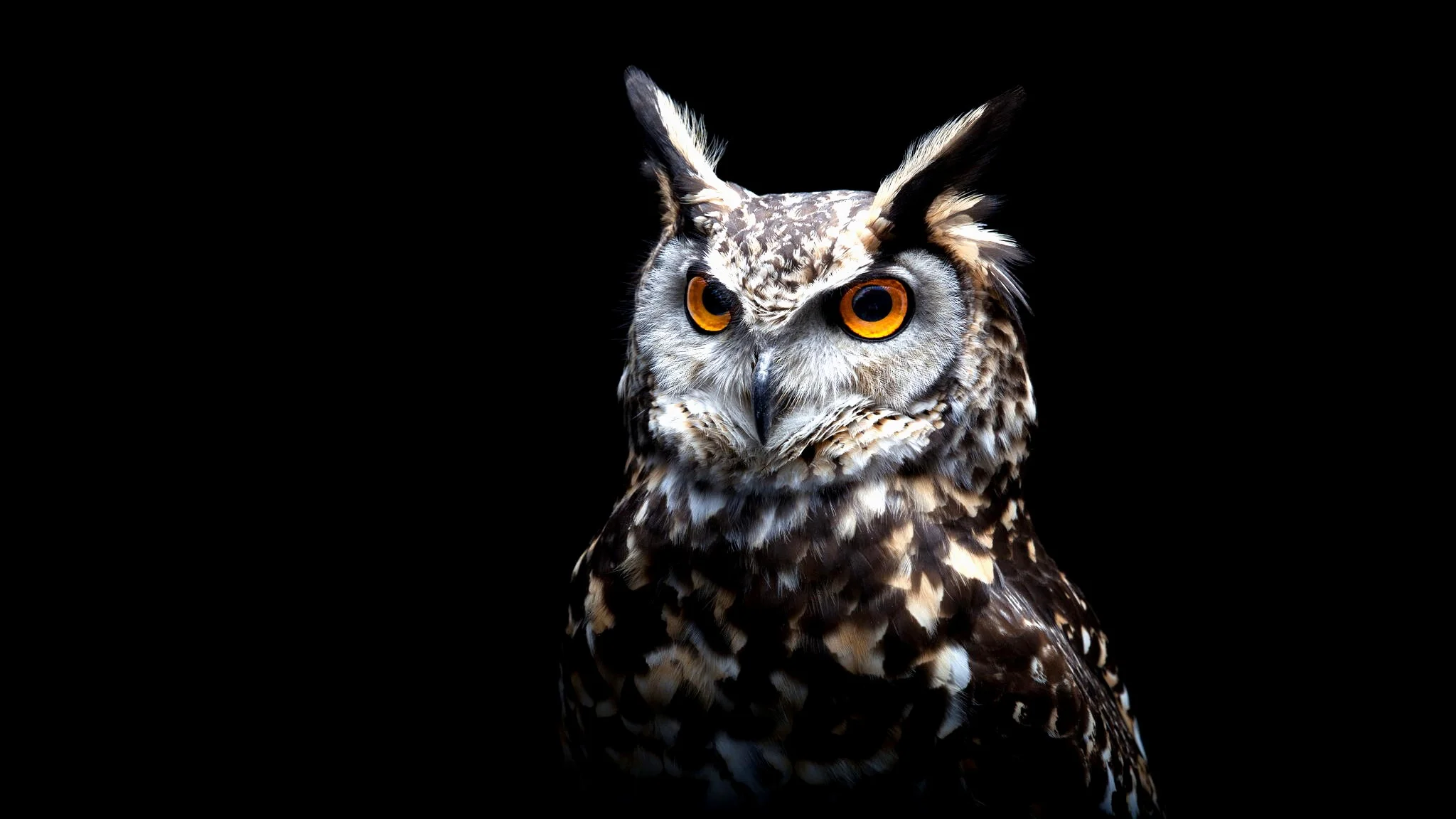 owl.jpg