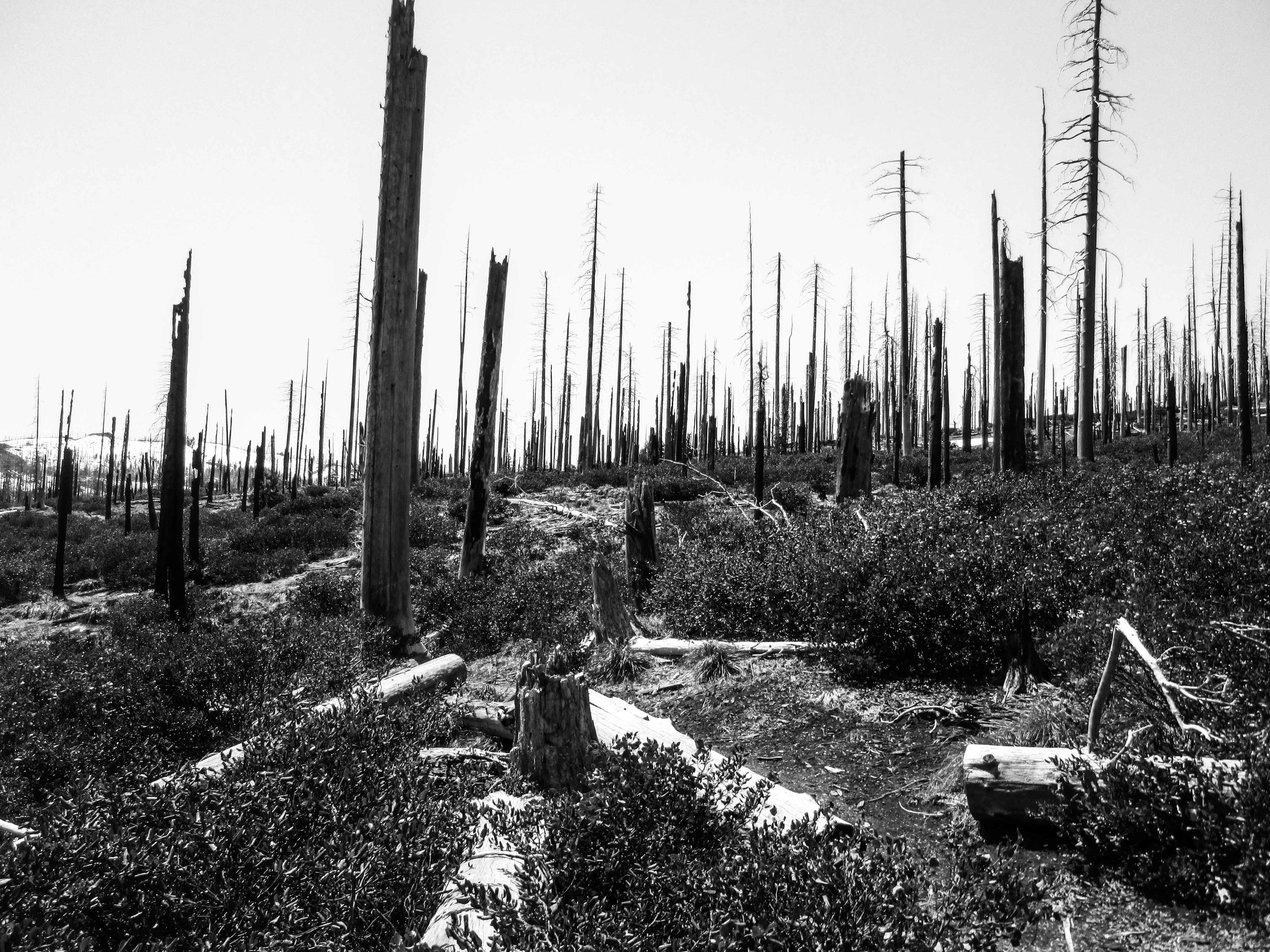 Burned Forest by Ross Edwards