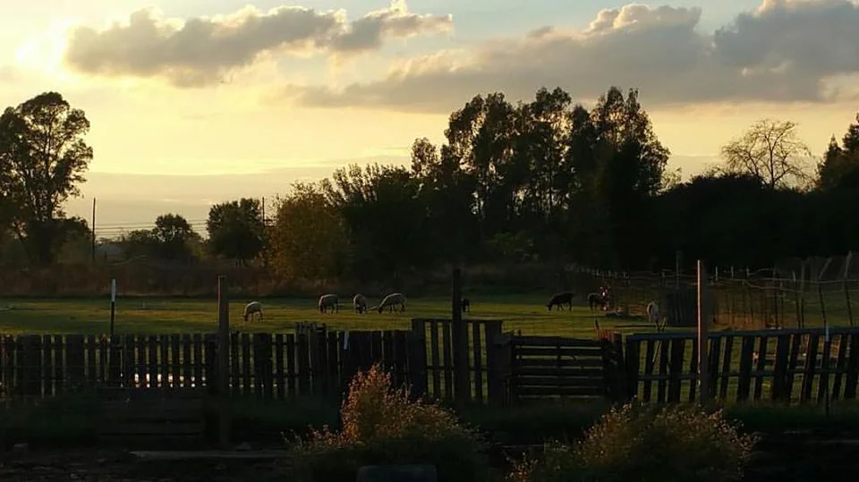 sheepsunset.jpg
