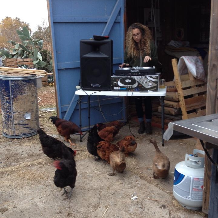 Chickens, please report to the dance floor (Copy)