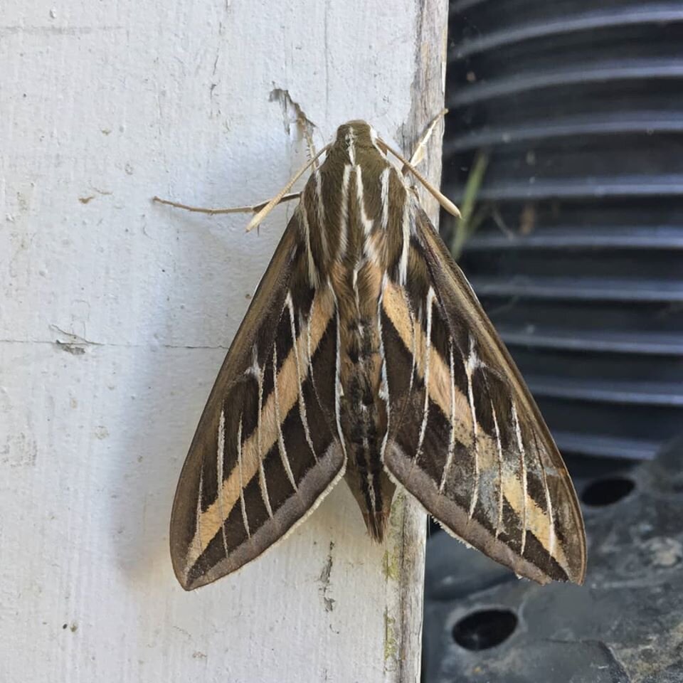 Giant pretty moth (Copy)