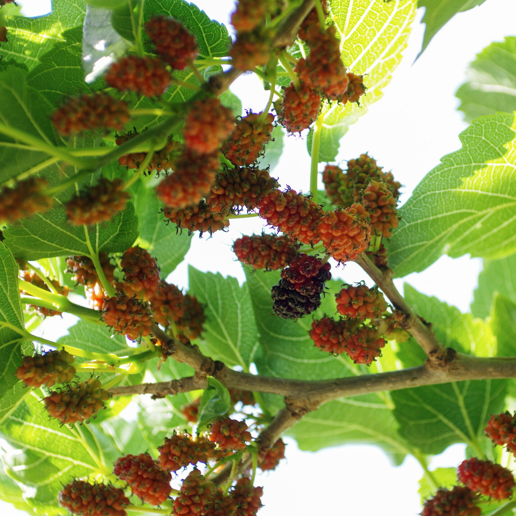 Mulberries (Copy)