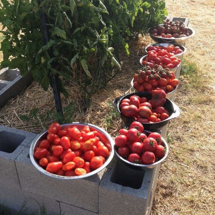 First tomato harvest (Copy)