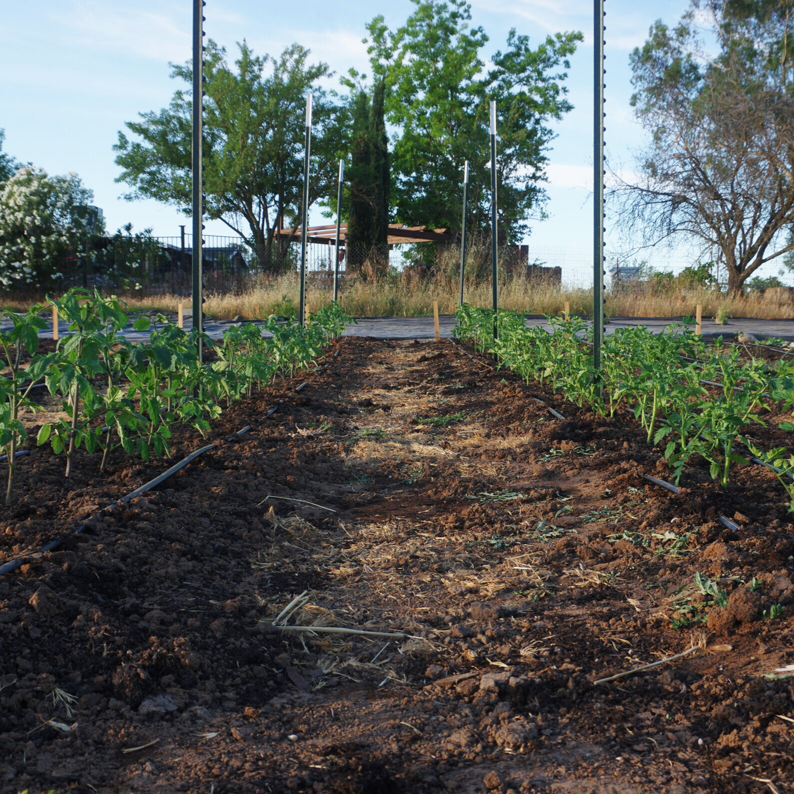 Traditional tomato rows, 2021 (Copy)