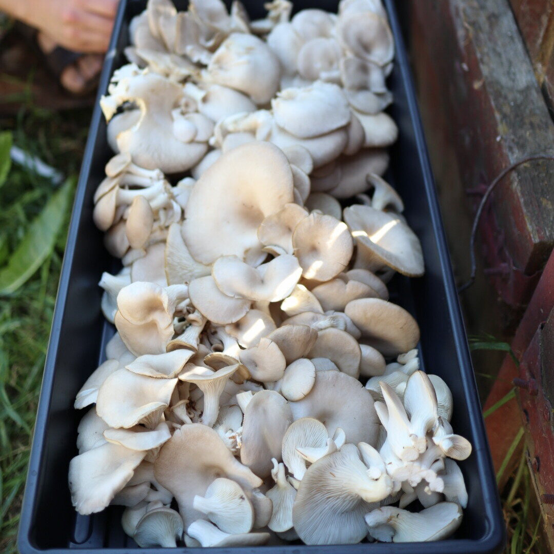 Oyster mushrooms. (Copy)
