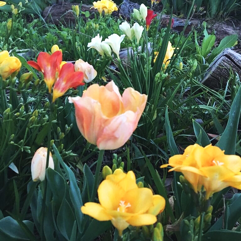 Freesia and tulips (Copy)
