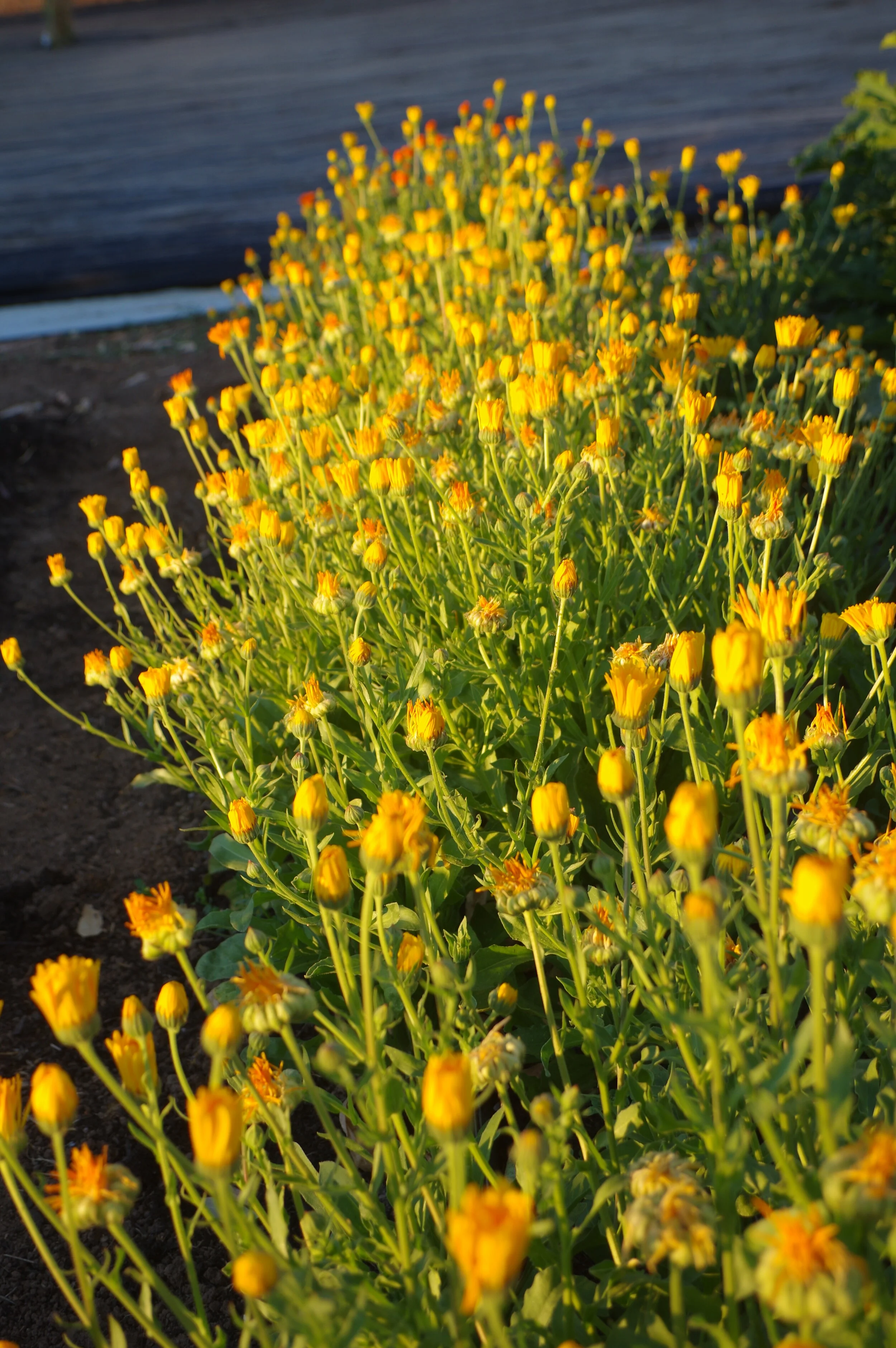 Calendula lots of it.JPG
