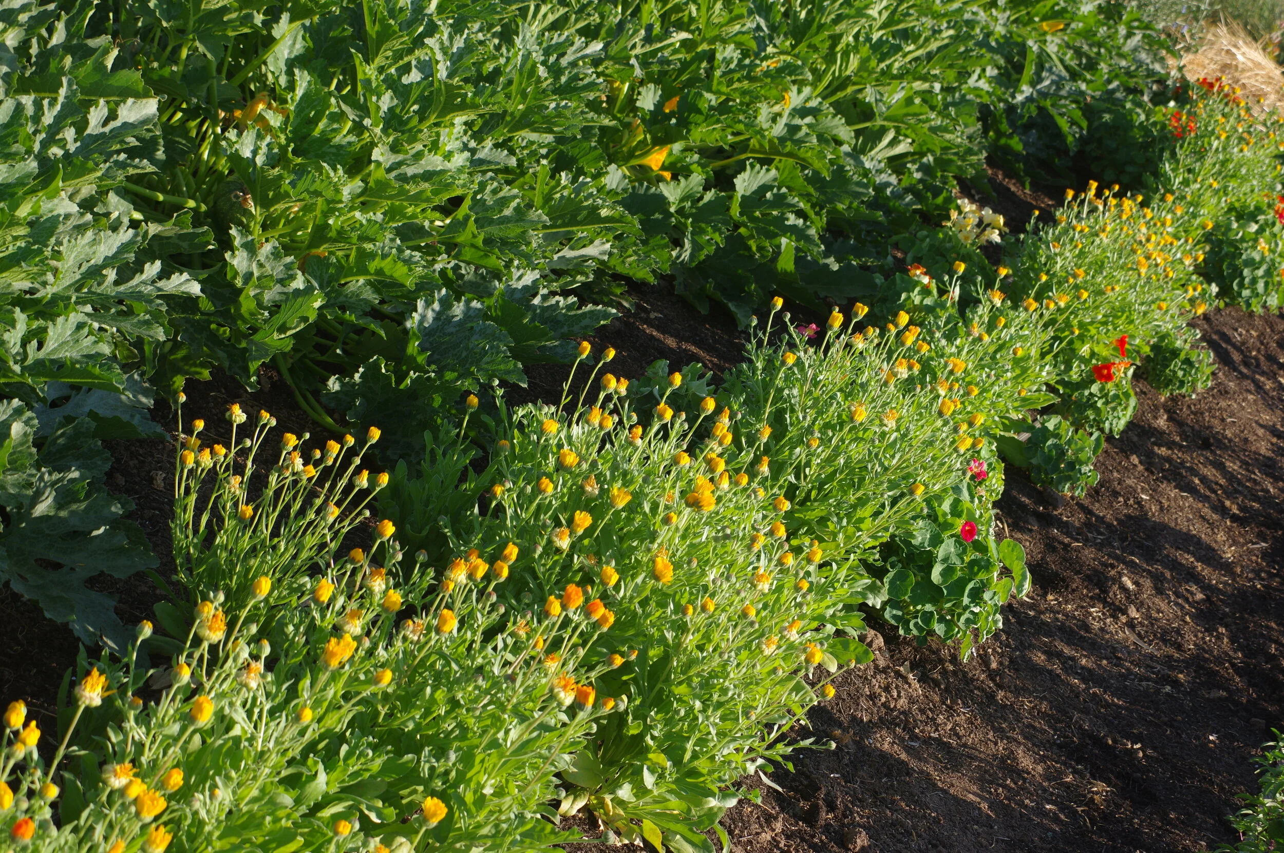 Calendula.JPG