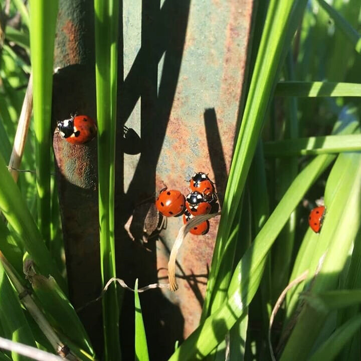 Ladybird beetles (Copy)