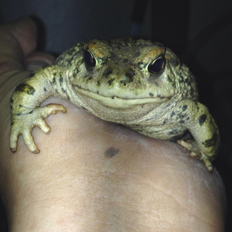 Big ol' toad (Copy)