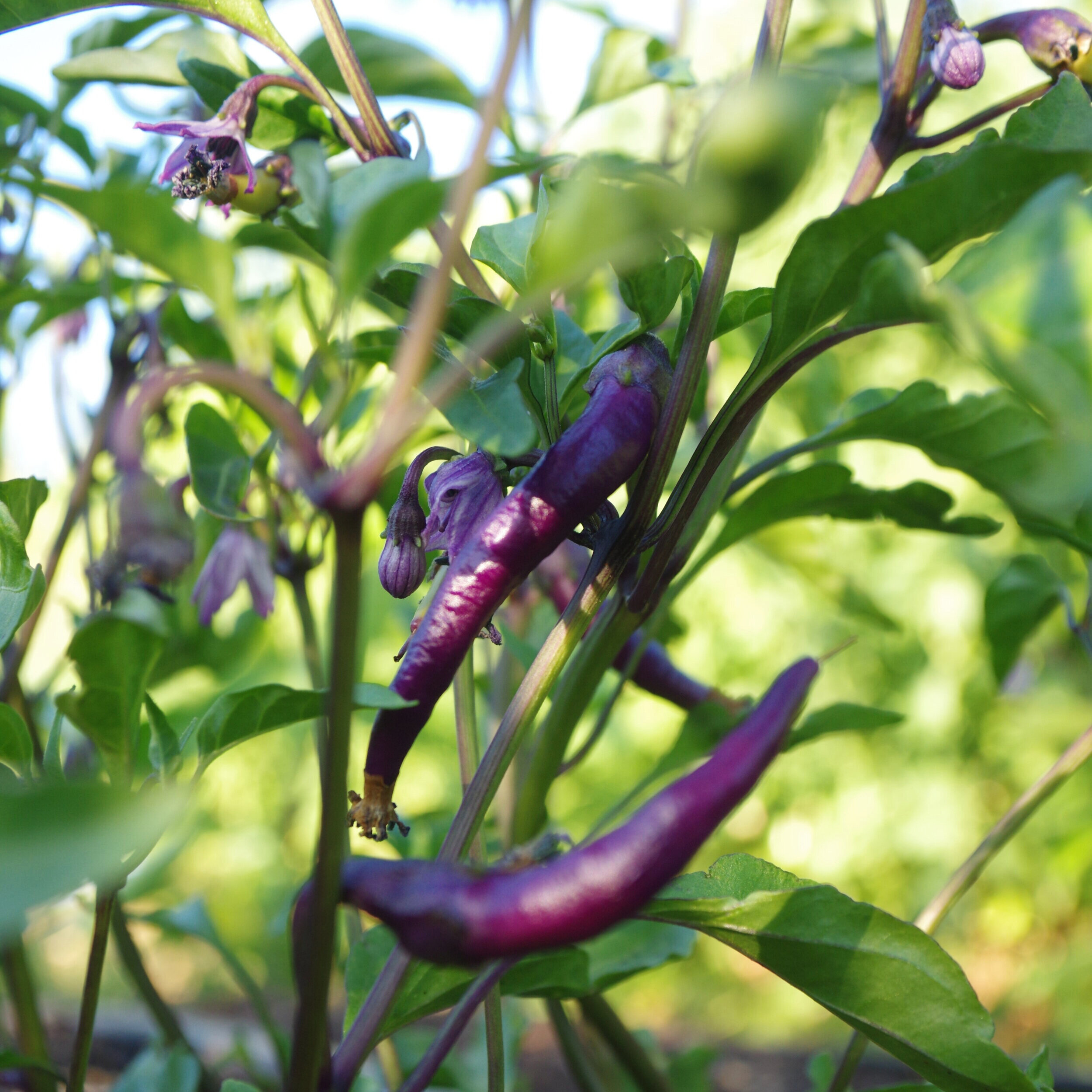  Small purple buena mulata hot peppers on the plant. 