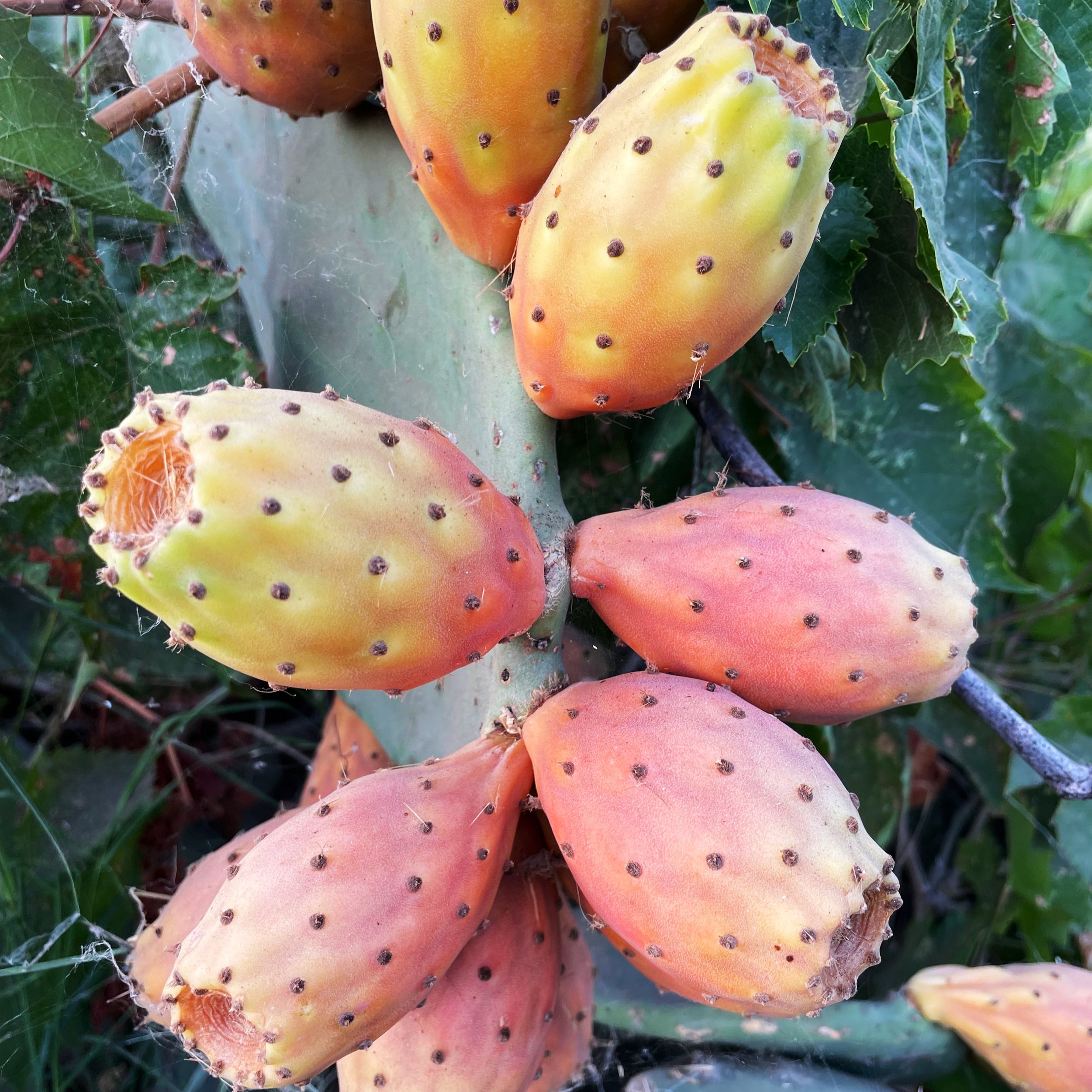 Prickly pears (Copy)