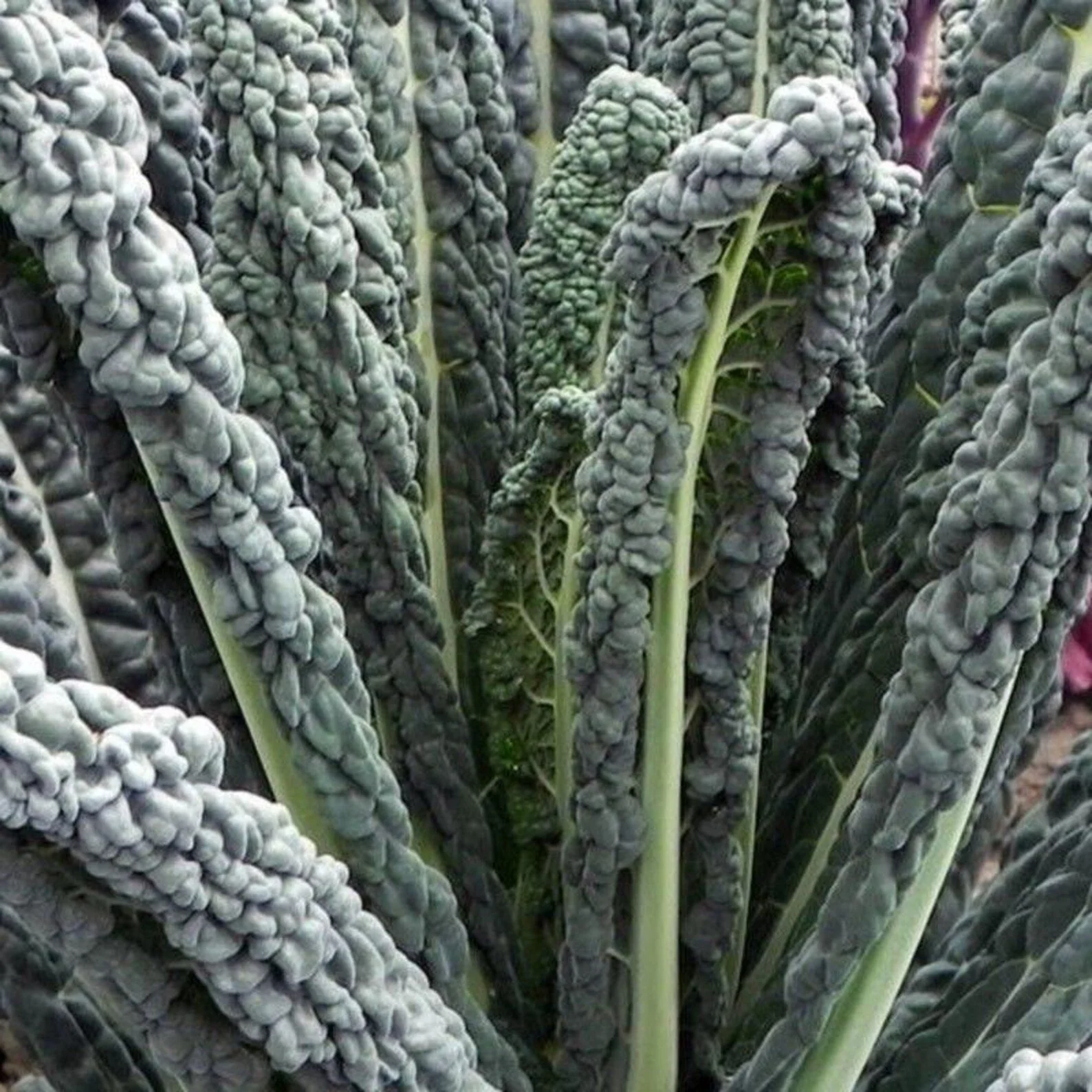 -Plant Start: Leafy Greens