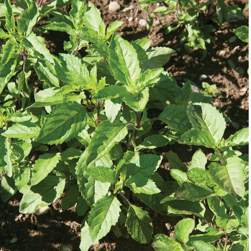-Plant Start: Herbs