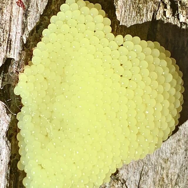 Anyone know what this is? Someone&rsquo;s eggs? Who&rsquo;s? Slime mould? It&rsquo;s on a fallen tree in an overflow creek bed on lower Lynn Creek. 
Biology/naturalists needs to the rescue!