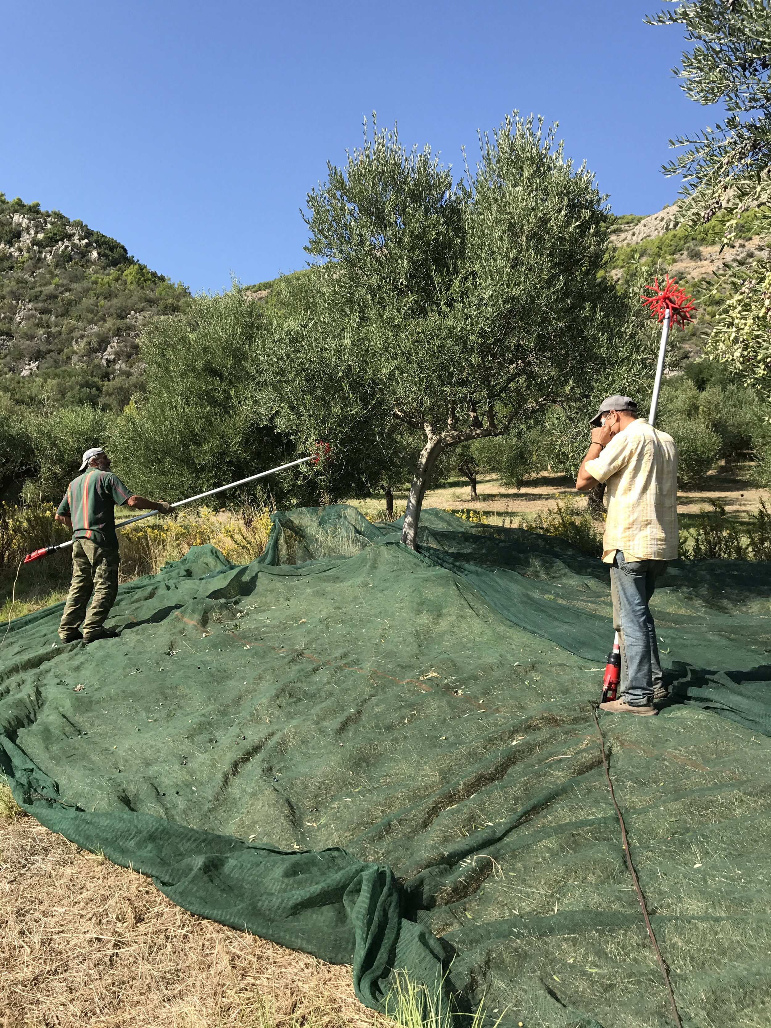  Between October 15 and November 15 is early harvest time for the olives in this area. With early harvest the acidity has been below 0.3 and there was only a hint of bitterness. Even that some people loved the bitterness of the first olive oil! 