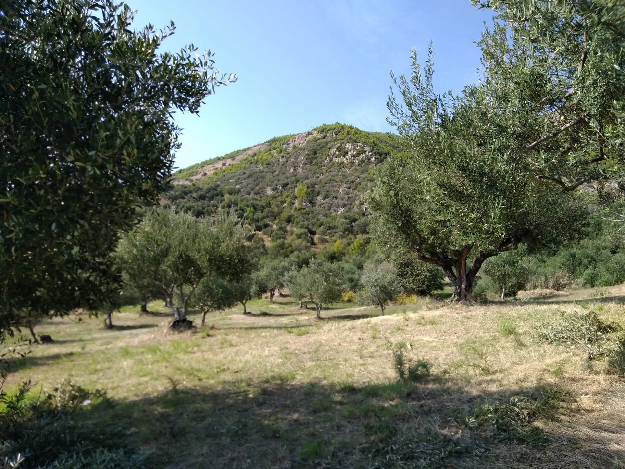  Beginning of June and after each rain until the harvest the olive trees have to be sprayed with white clay, kaolin. So that the olive fruit fly does not spoil the olives! 