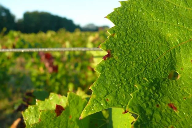 harvest-2014-leaves.jpg