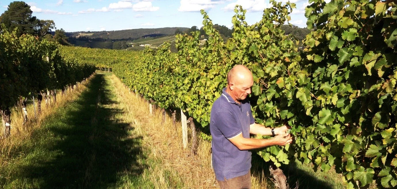 Michael in the vineyard.jpg