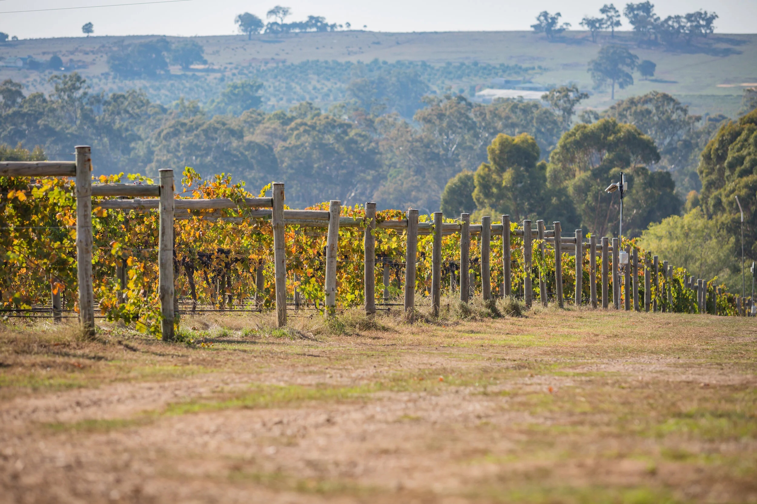 Wanted Man vineyard