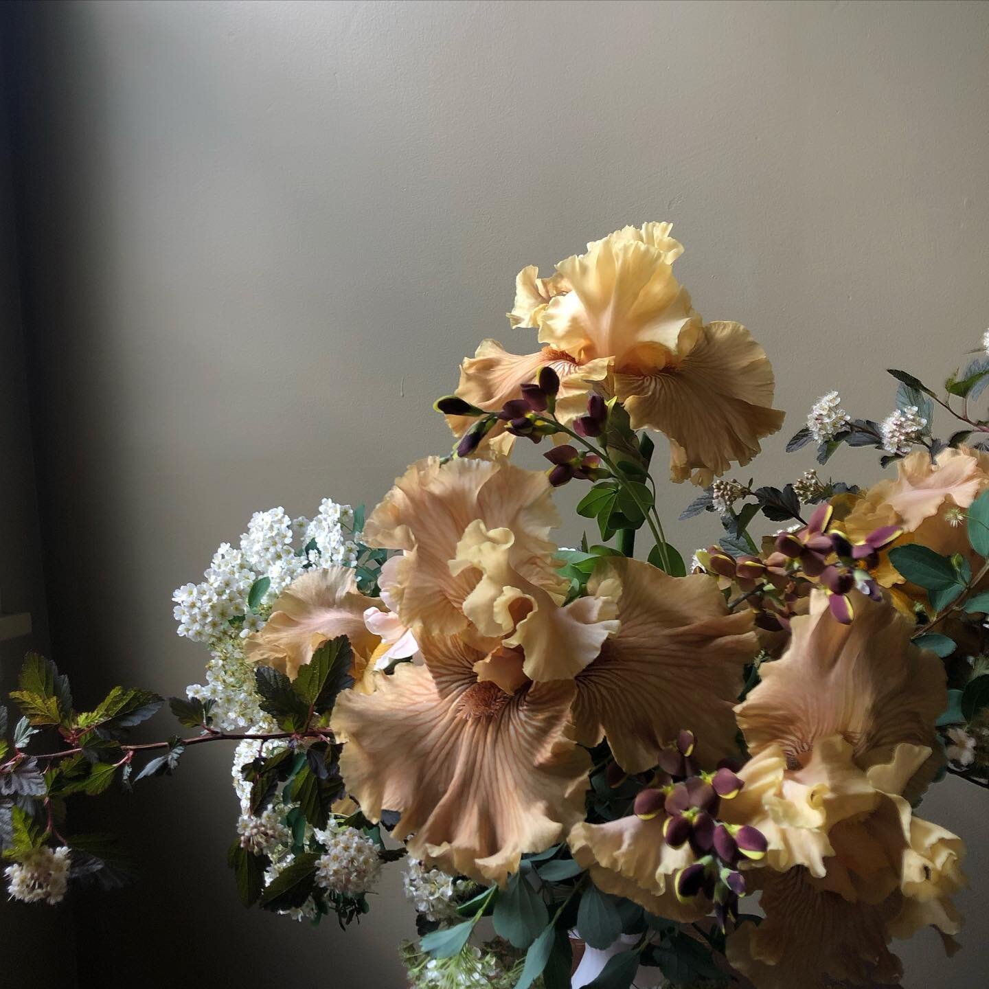 What do we call this peachy June gal? 

Spirea, ninebark, baptisia, iris and rose all from the studio garden.