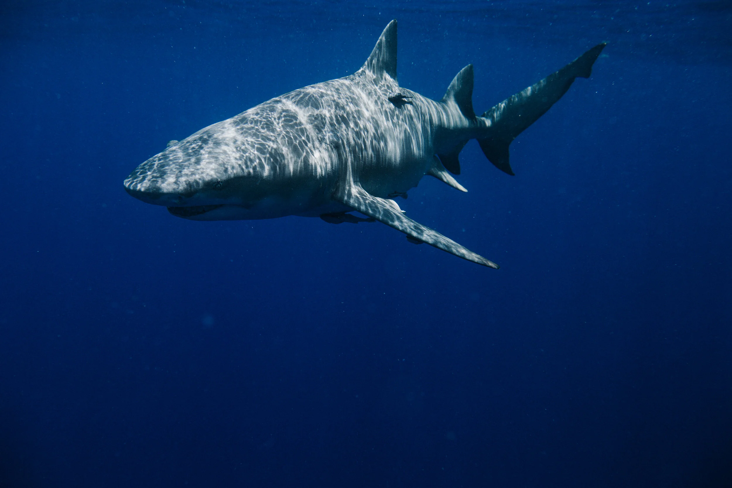 sharkdive5_TR2018 (9 of 120).jpg