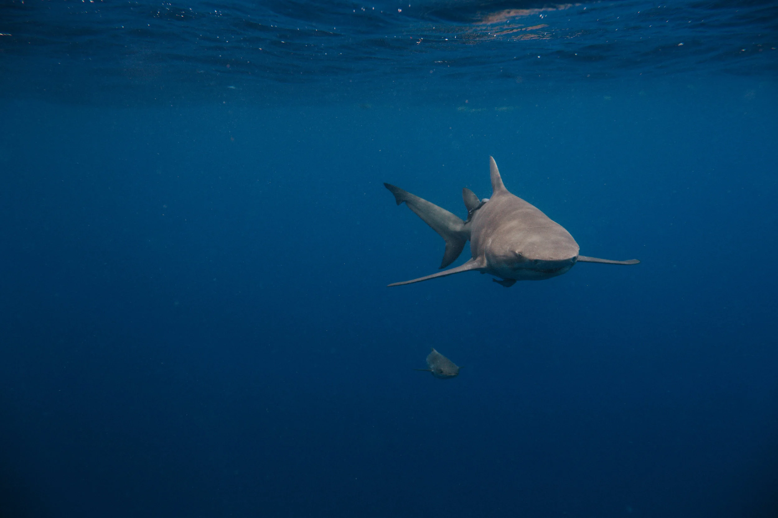 sharkdive5_TR2018 (20 of 120).jpg