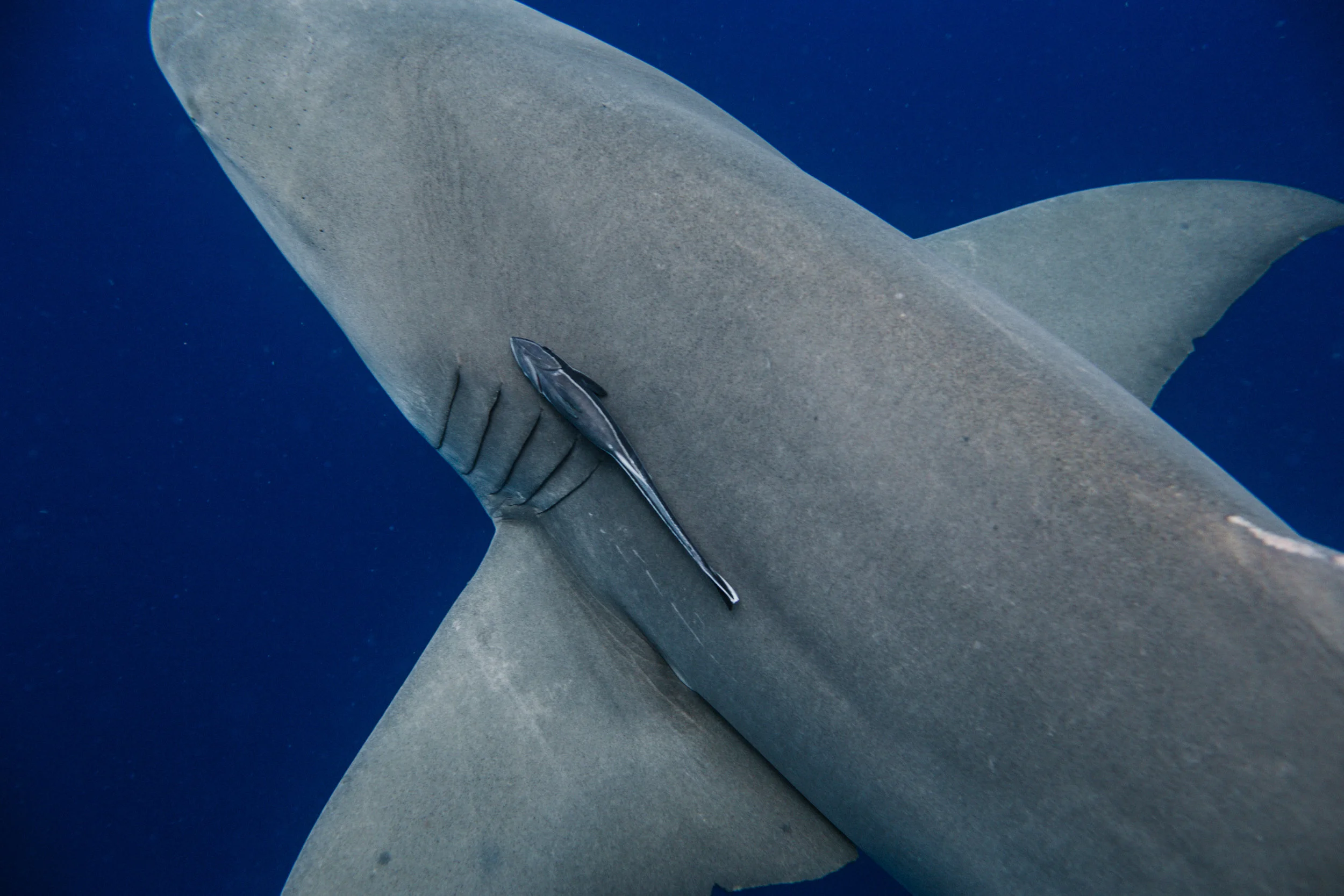sharkdive5_TR2018 (23 of 120).jpg
