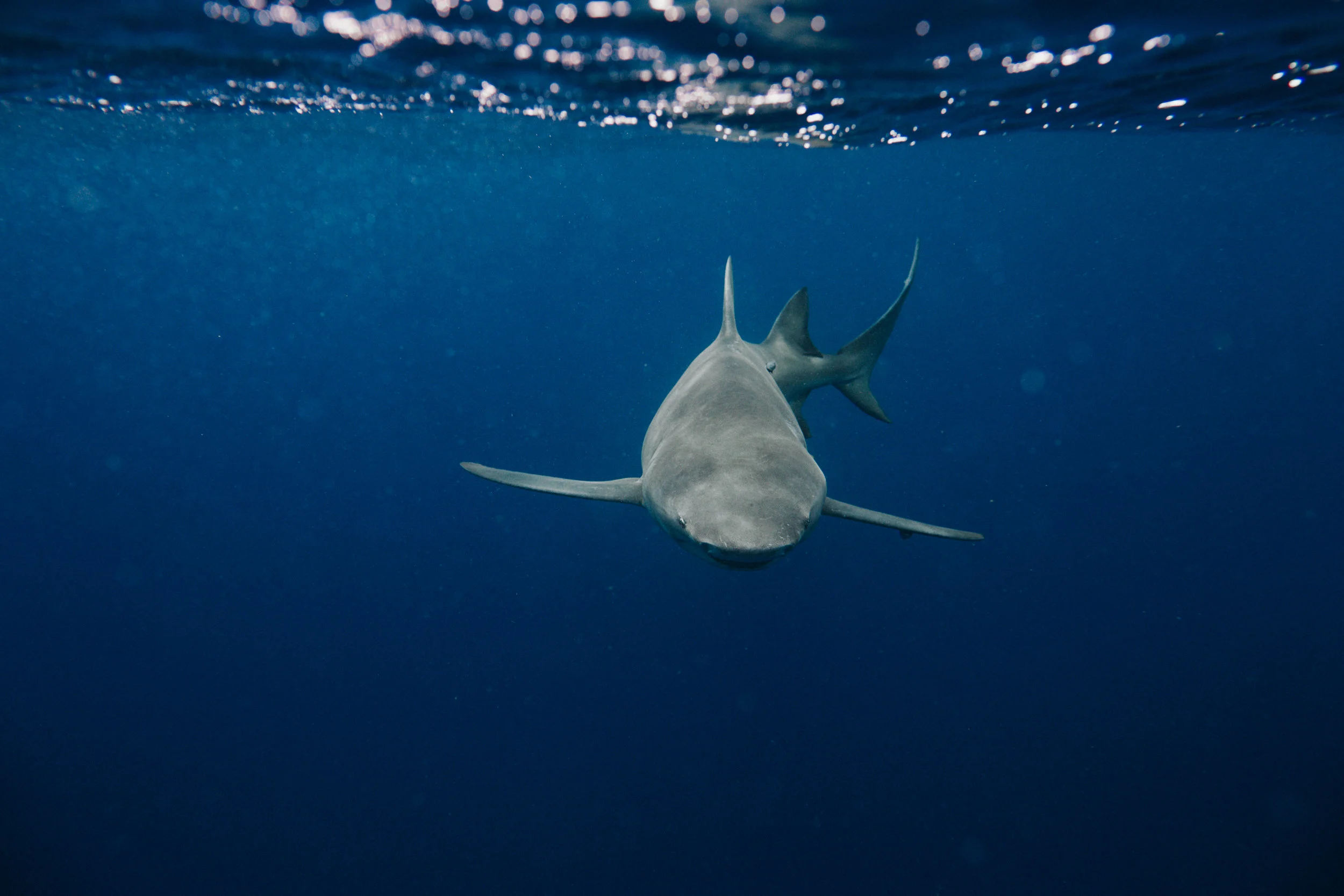 sharkdive5_TR2018 (24 of 120).jpg