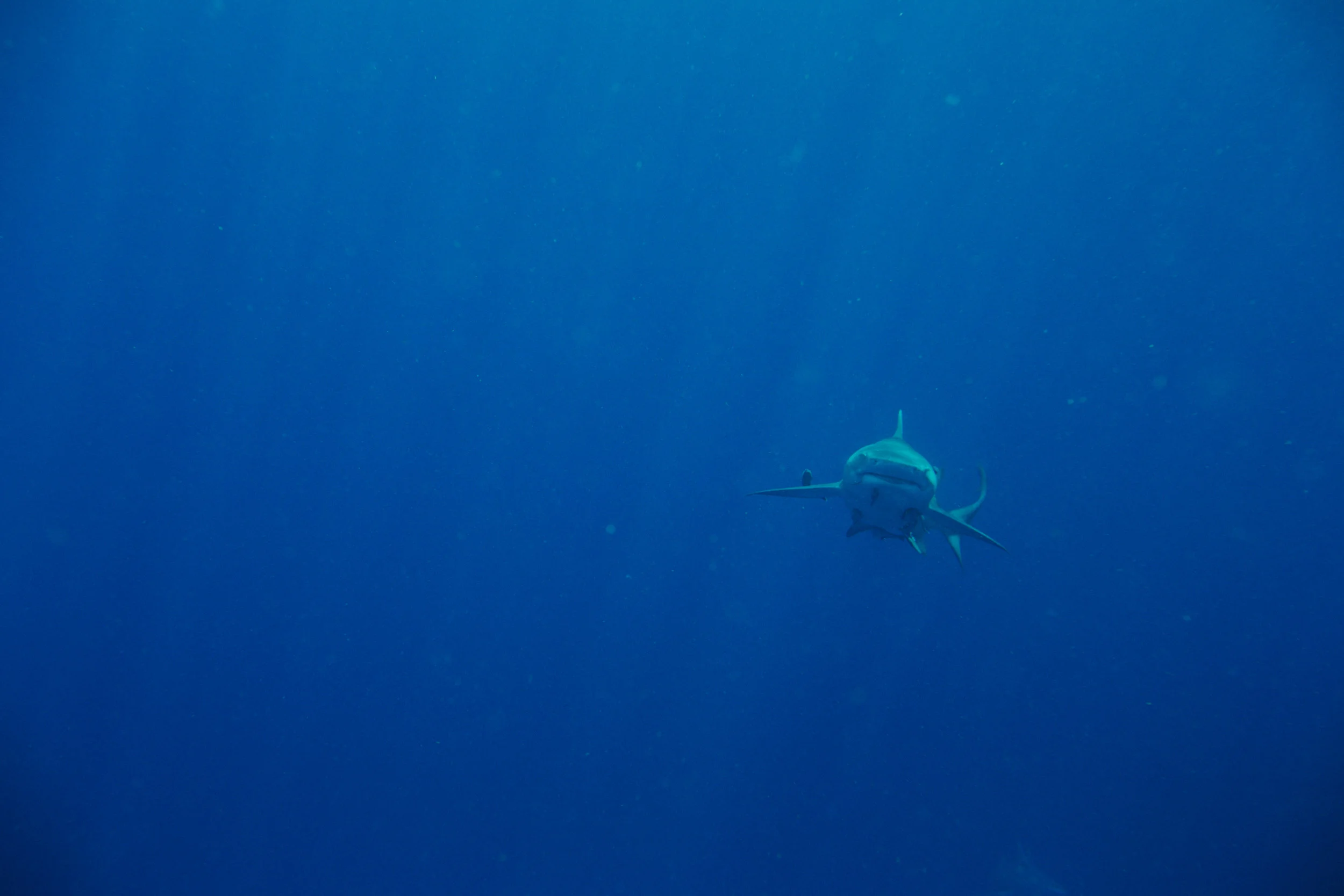 sharkdive5_TR2018 (32 of 120).jpg
