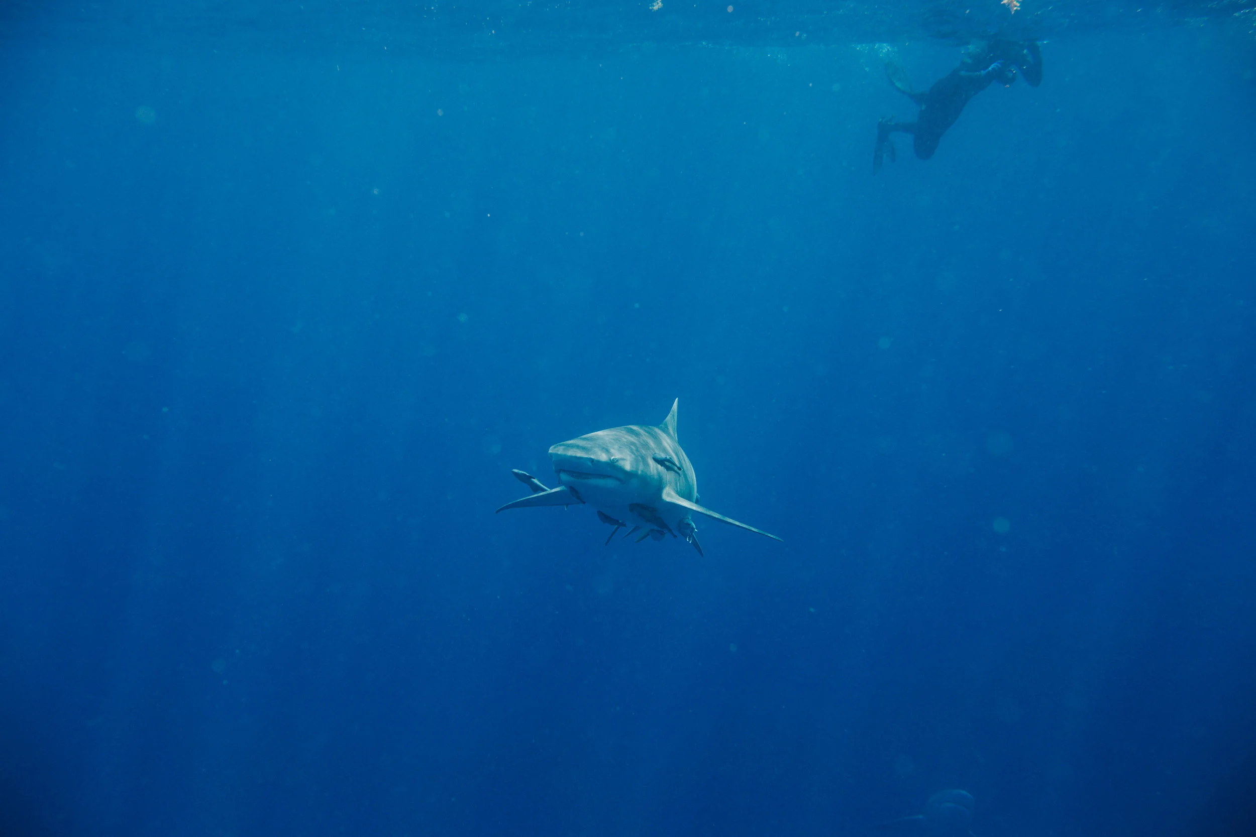 sharkdive5_TR2018 (33 of 120).jpg