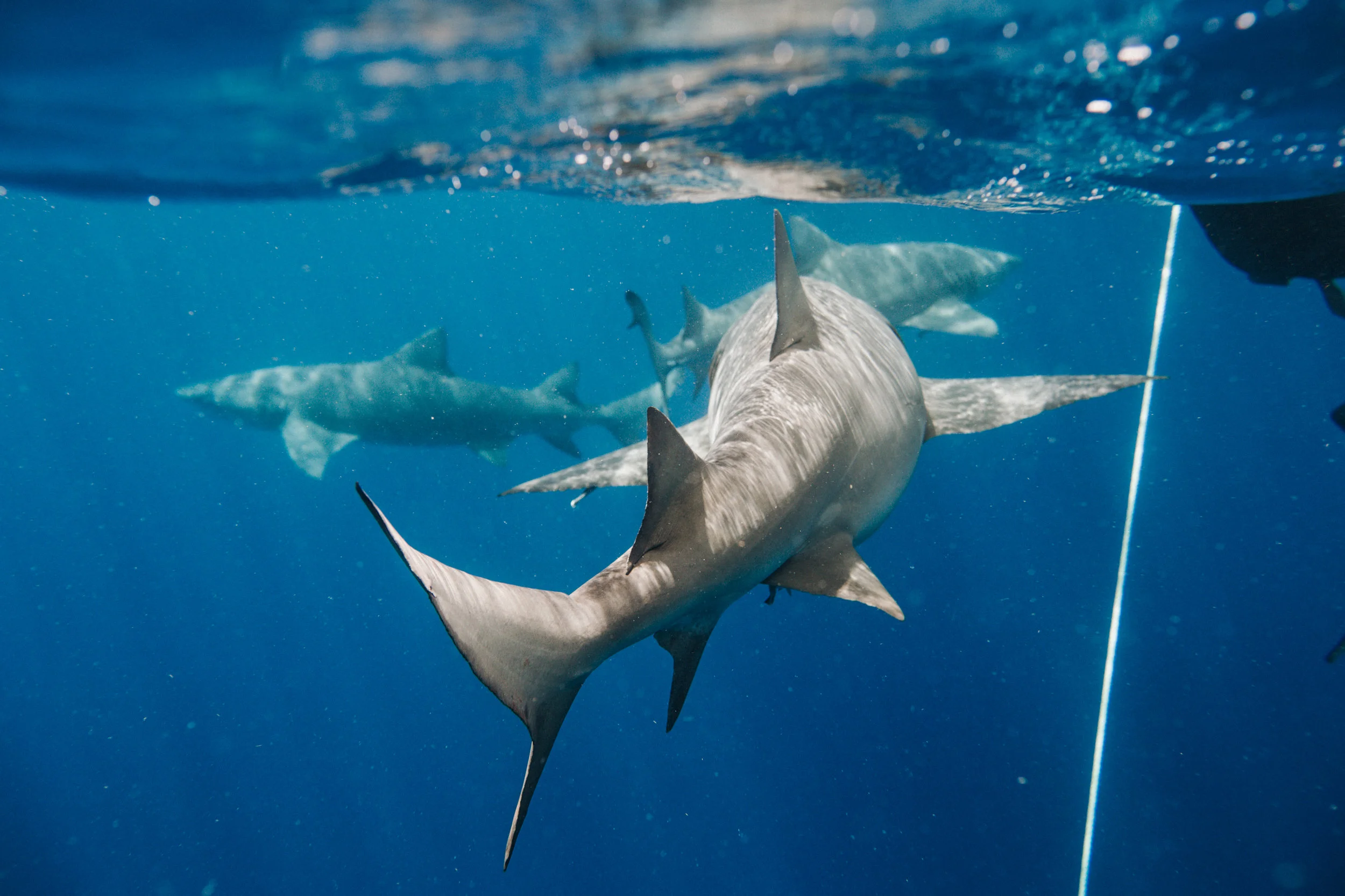 sharkdive5_TR2018 (35 of 120).jpg