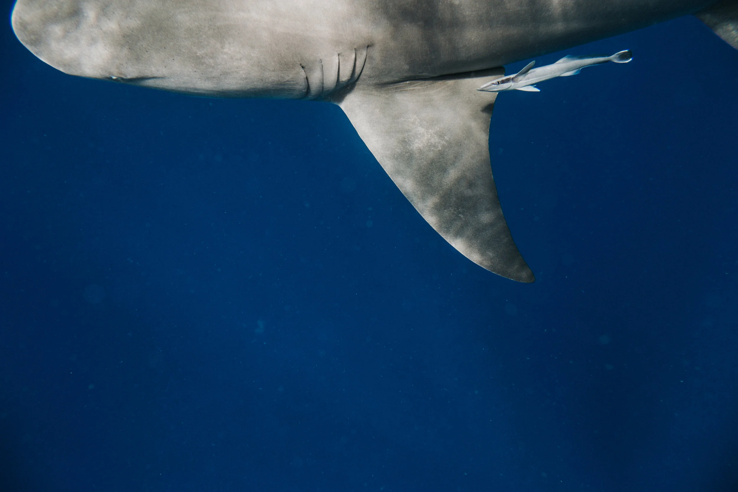 sharkdive5_TR2018 (39 of 120).jpg