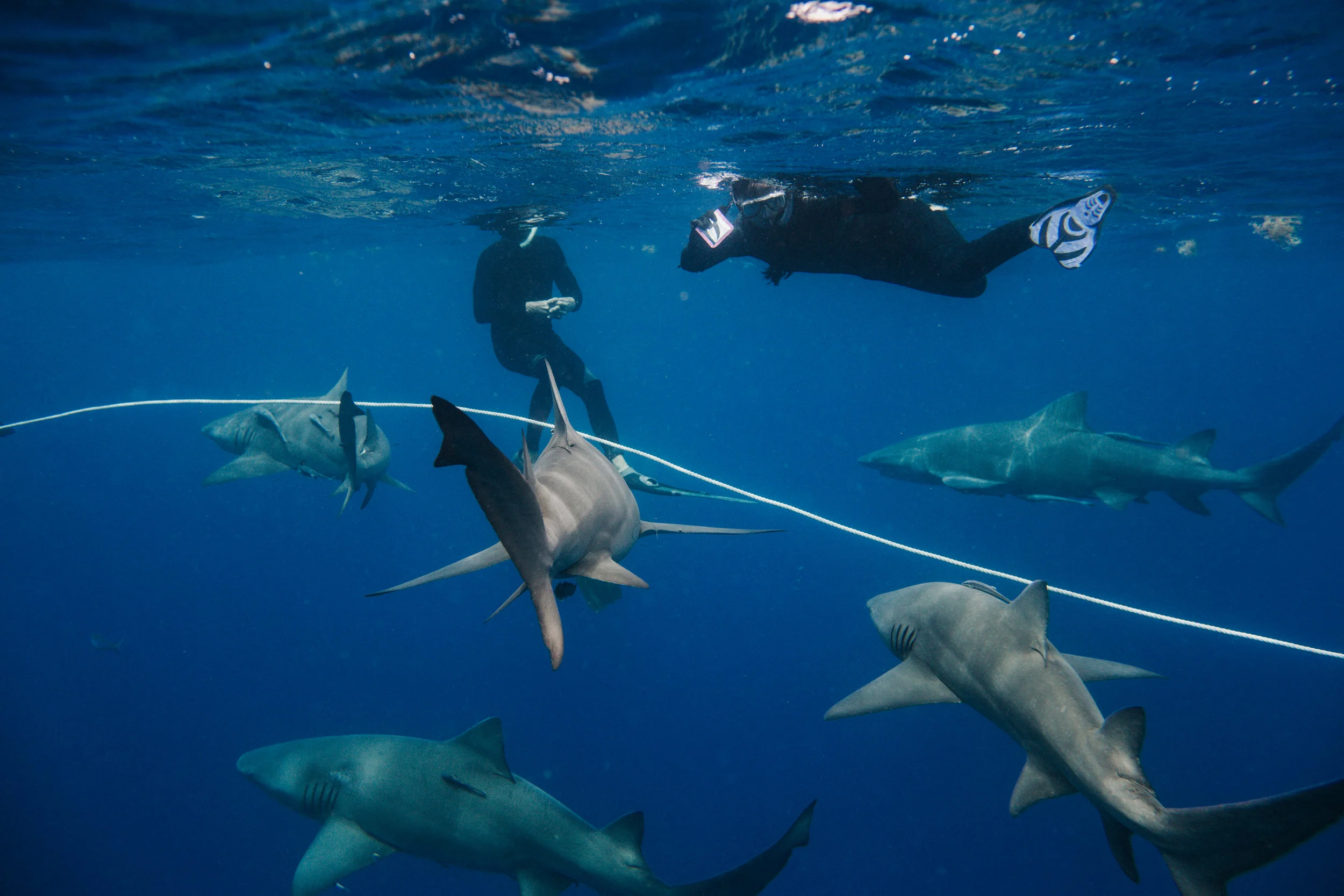 sharkdive5_TR2018 (47 of 120).jpg