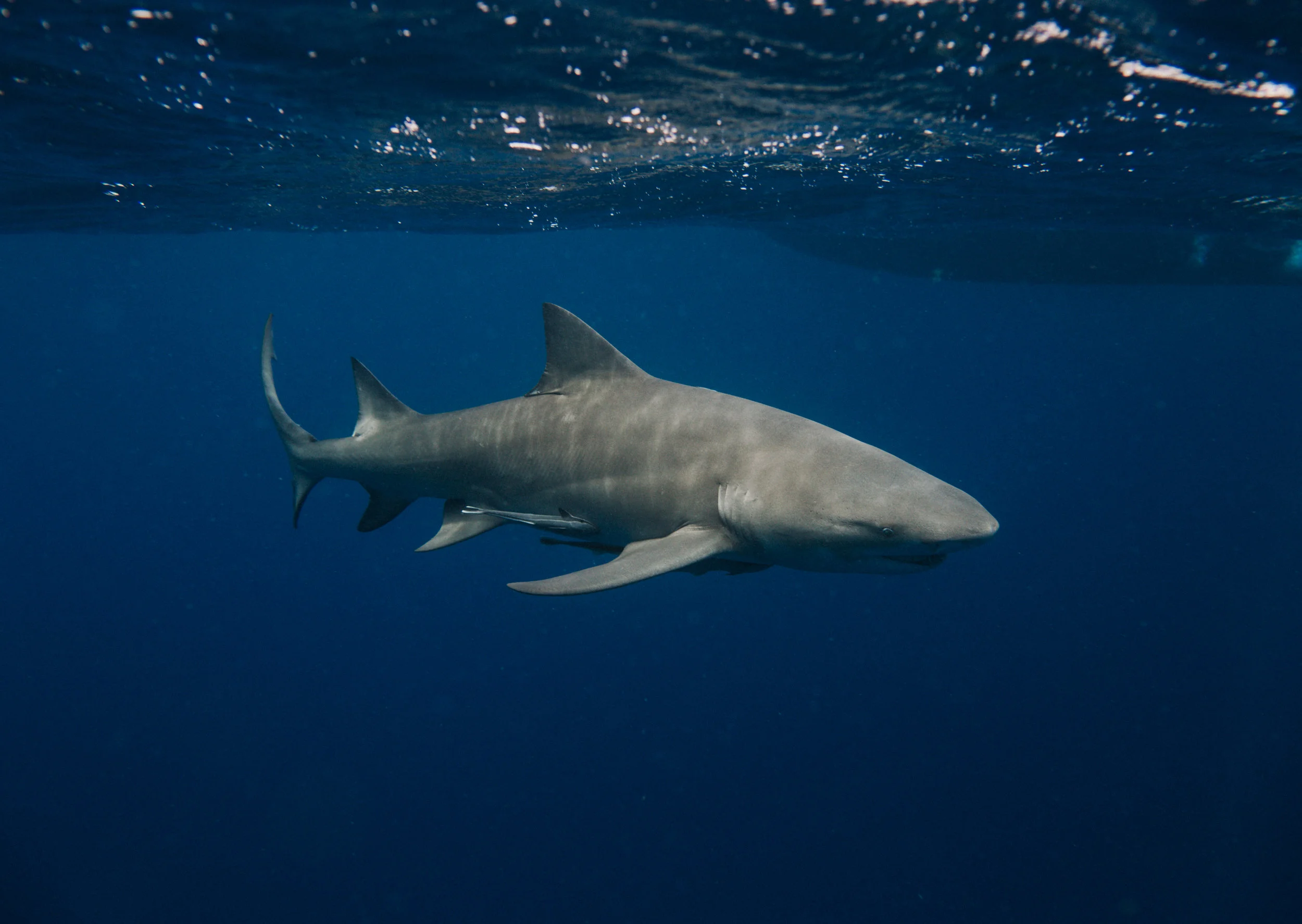 sharkdive5_TR2018 (49 of 120).jpg