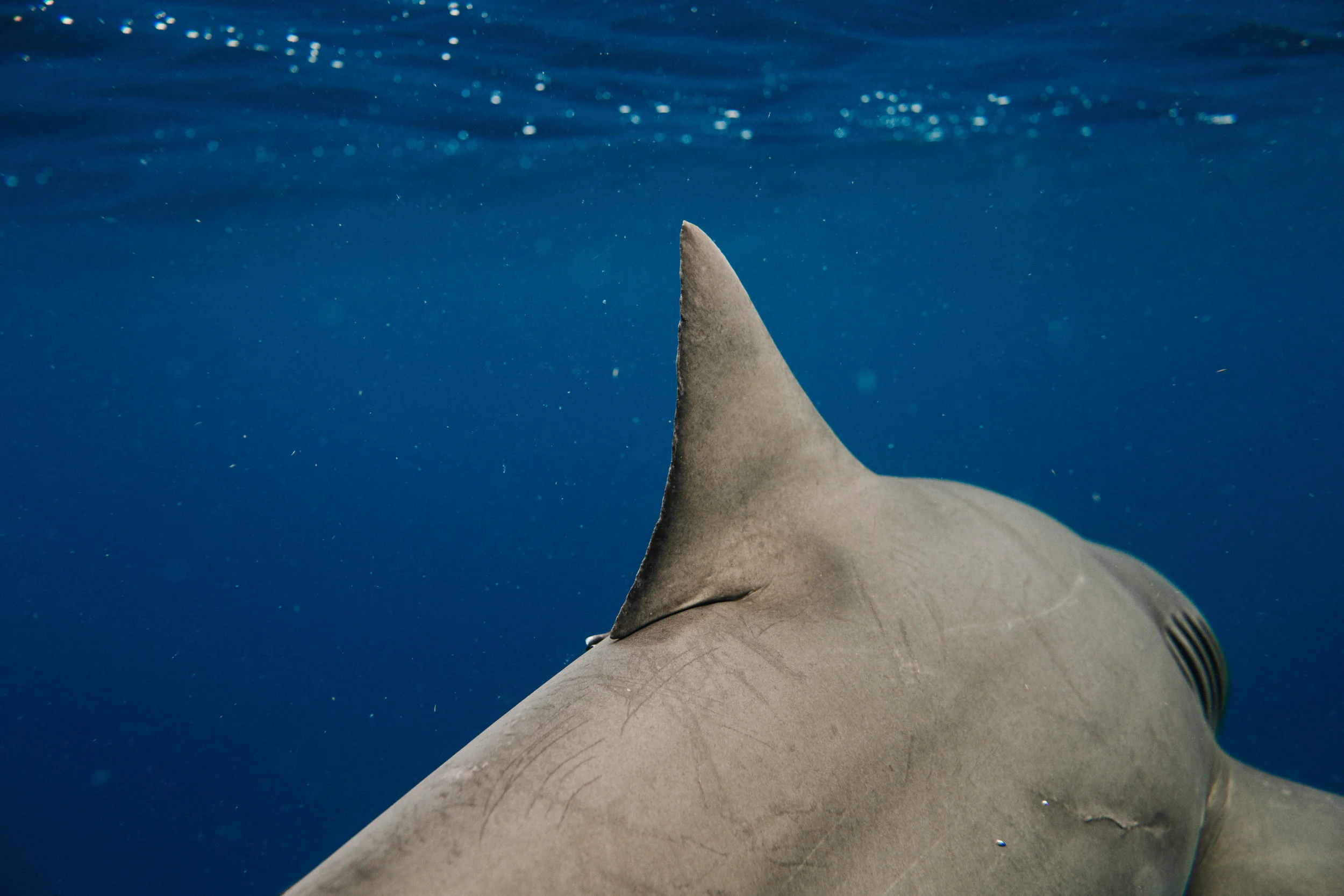 sharkdive5_TR2018 (62 of 120).jpg
