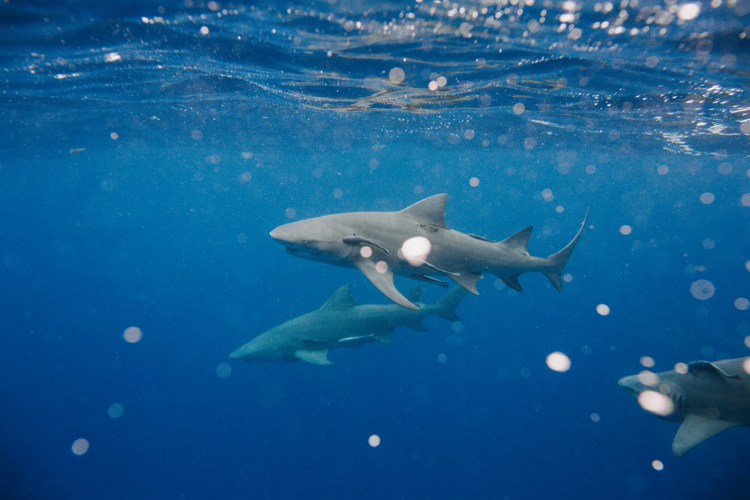 sharkdive5_TR2018 (64 of 120).jpg
