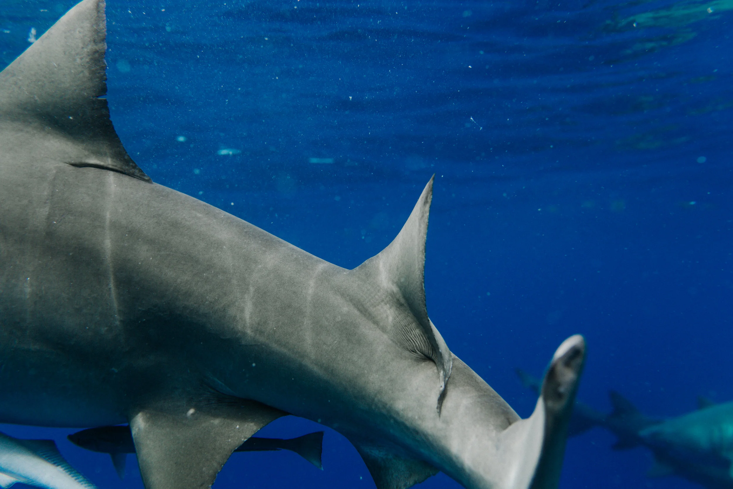 sharkdive5_TR2018 (68 of 120).jpg