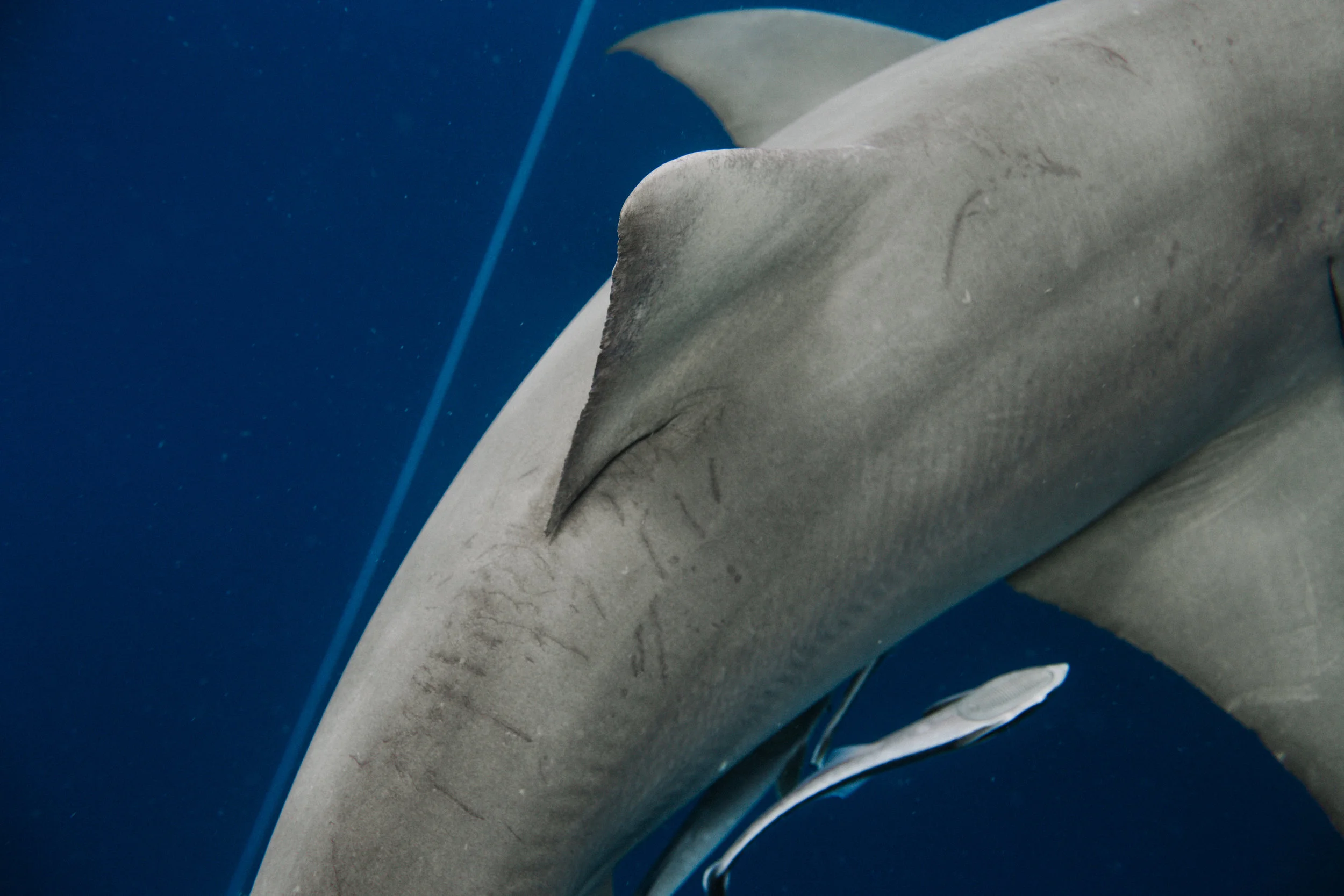 sharkdive5_TR2018 (71 of 120).jpg