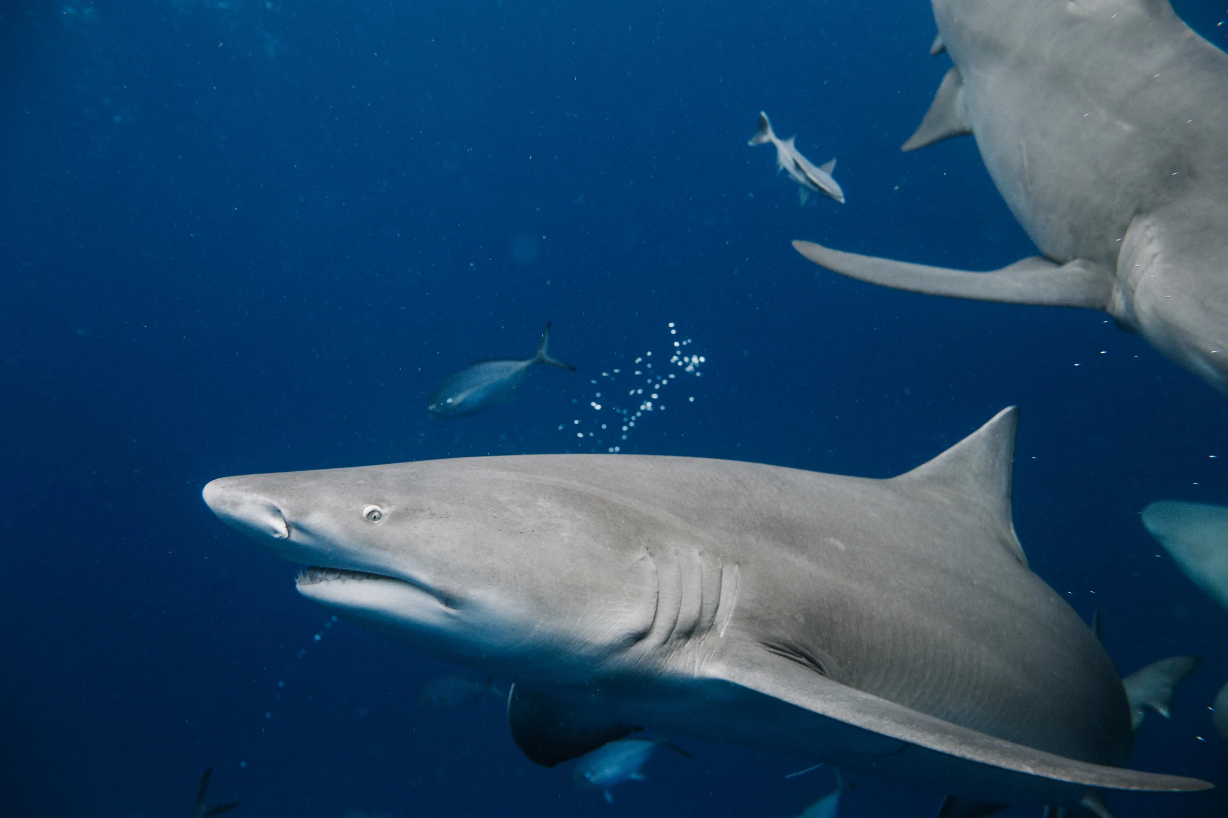 sharkdive5_TR2018 (72 of 120).jpg