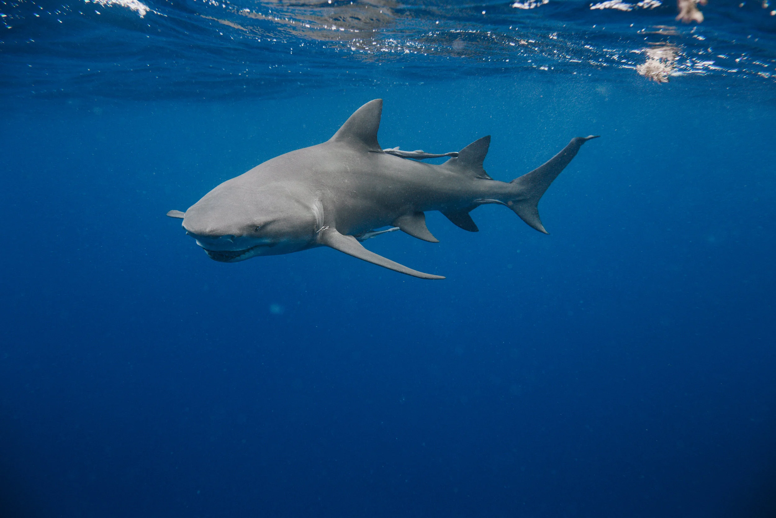 sharkdive5_TR2018 (77 of 120).jpg
