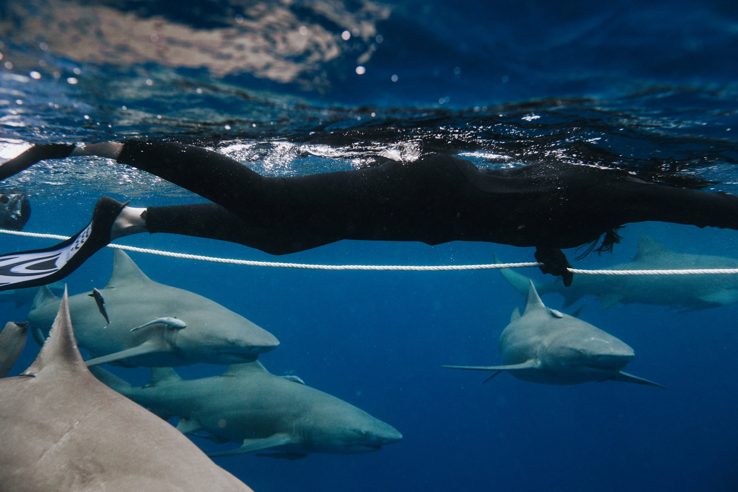 sharkdive5_TR2018 (84 of 120).jpg