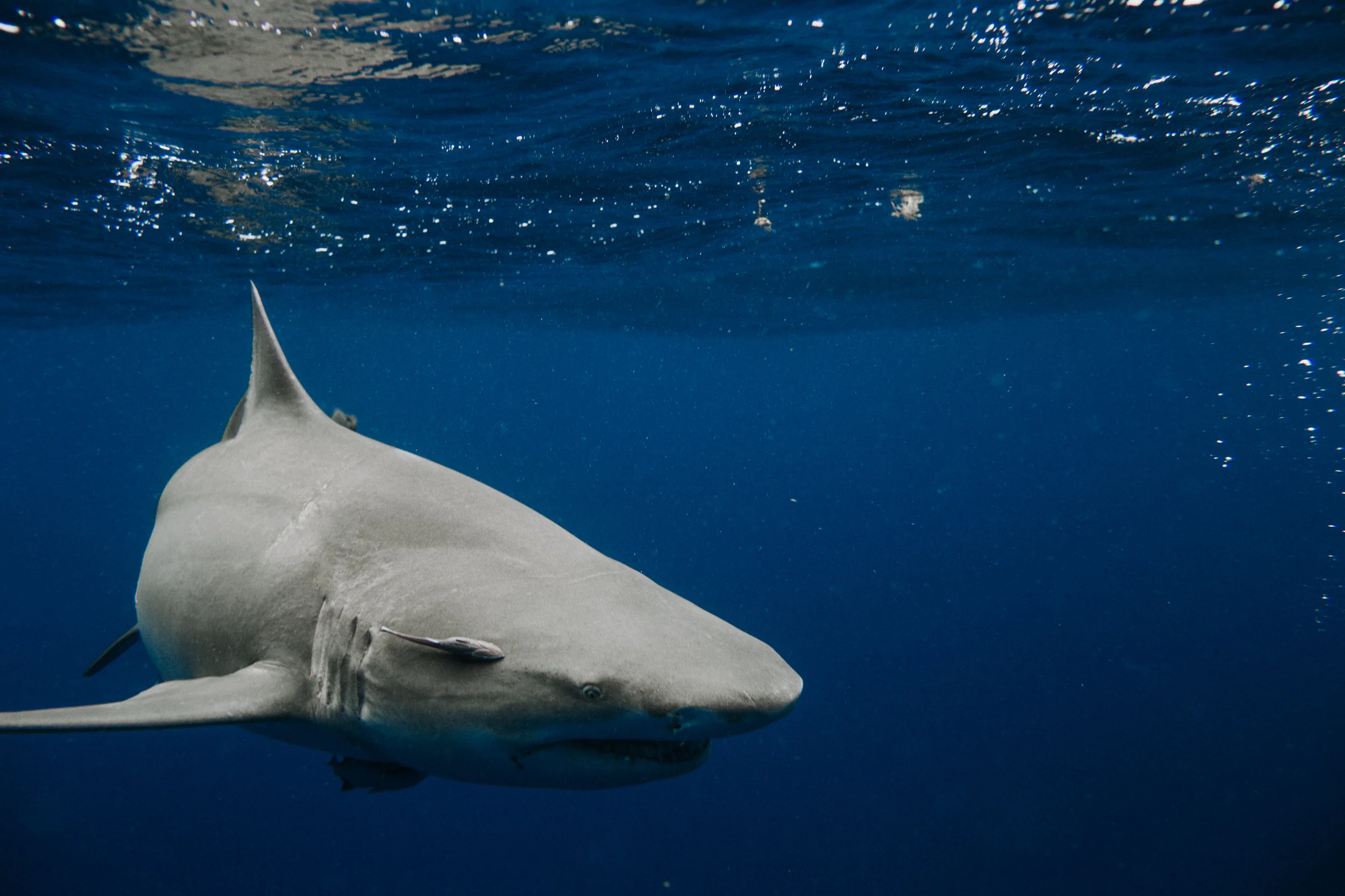 sharkdive5_TR2018 (95 of 120).jpg