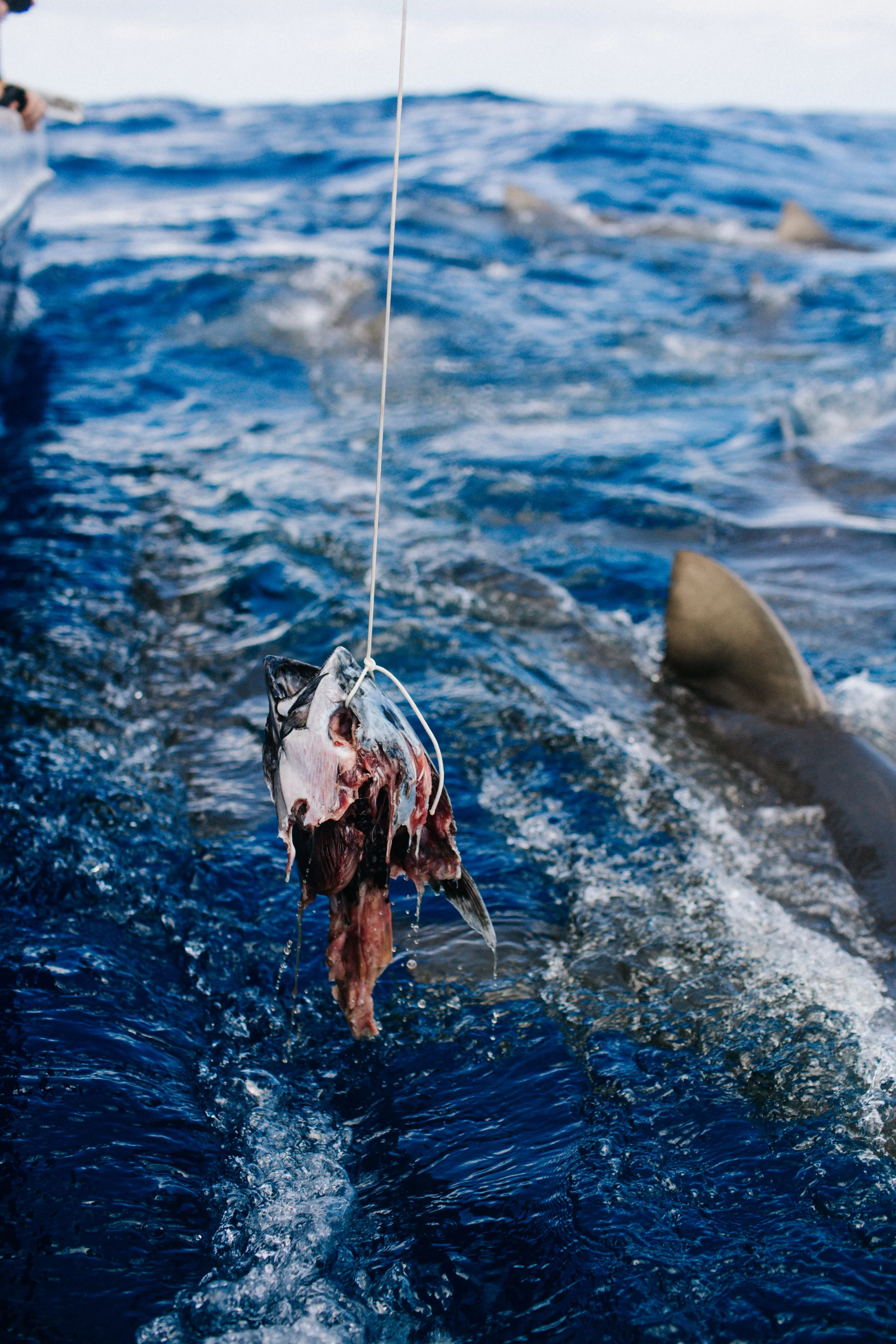 sharkdive5_TR2018 (112 of 120).jpg