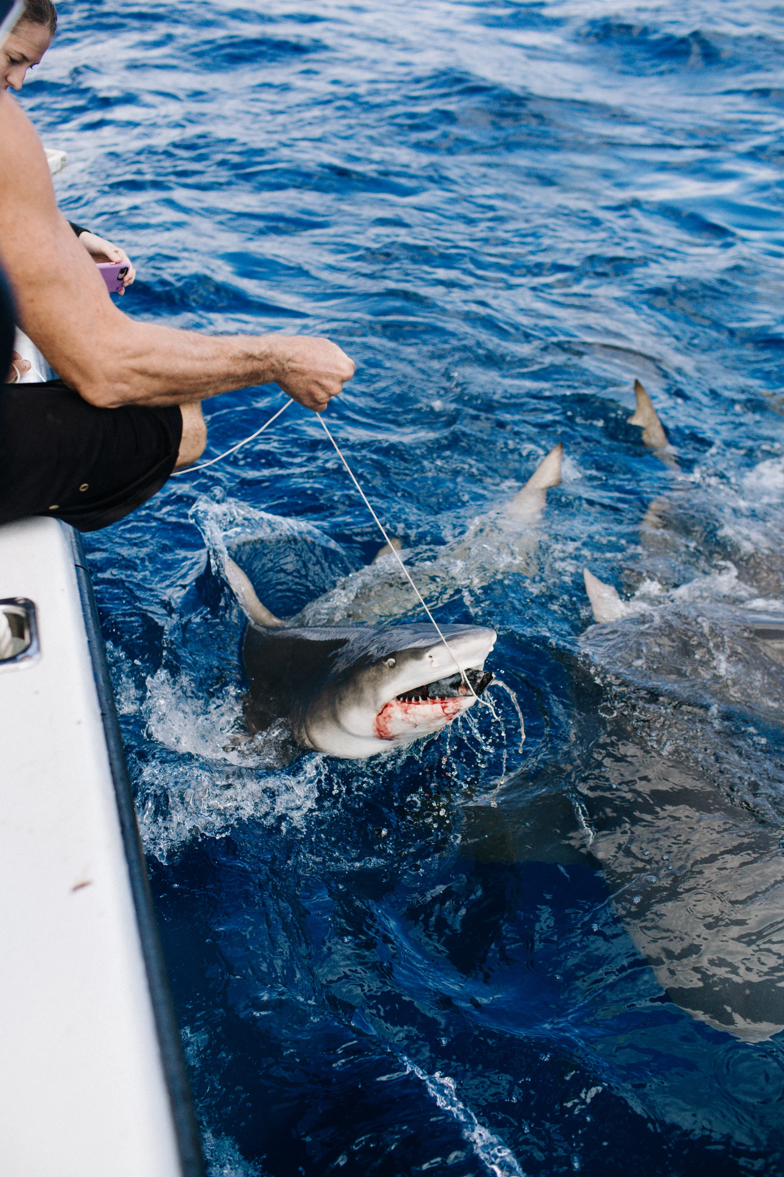 sharkdive5_TR2018 (117 of 120).jpg