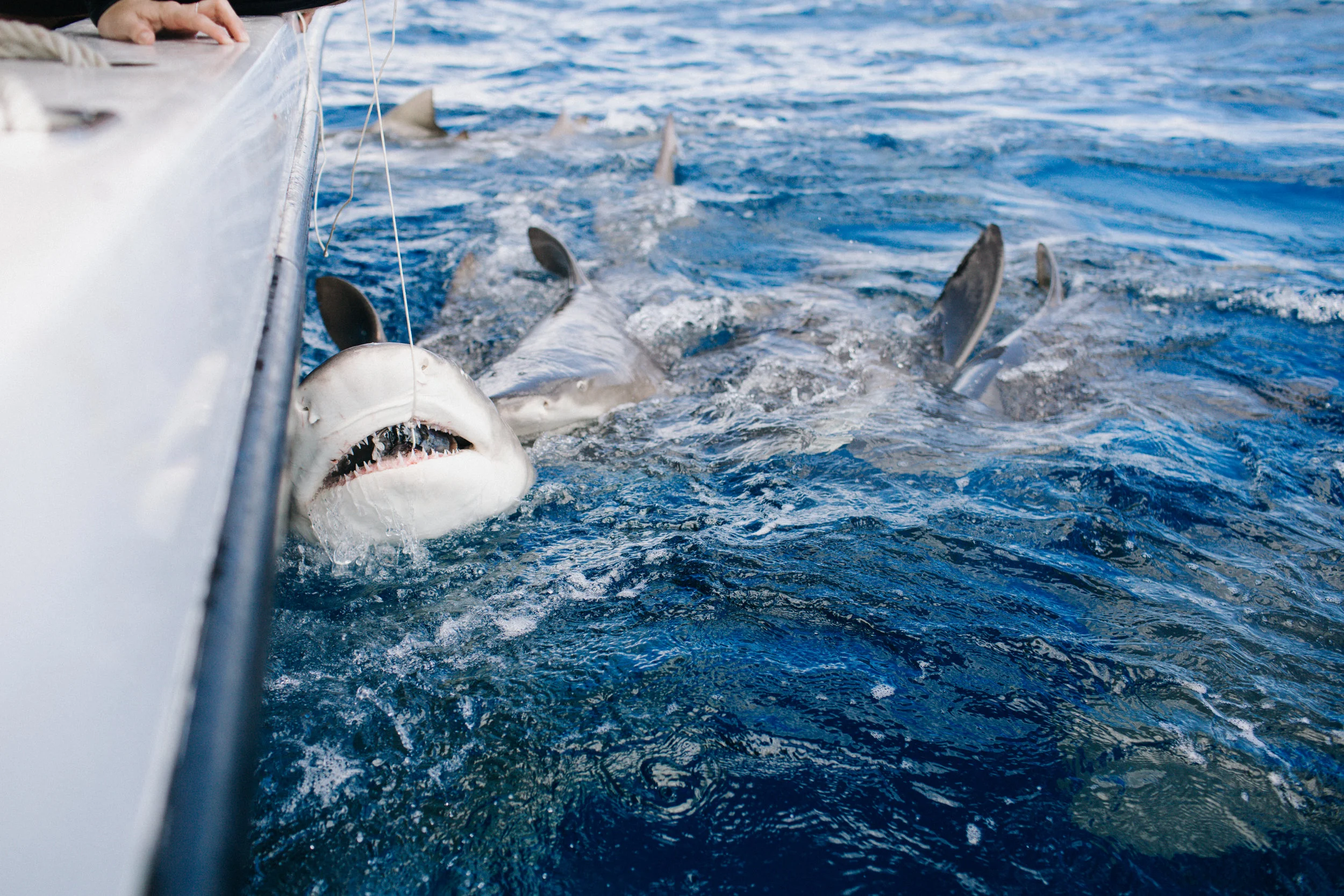 sharkdive5_TR2018 (120 of 120).jpg