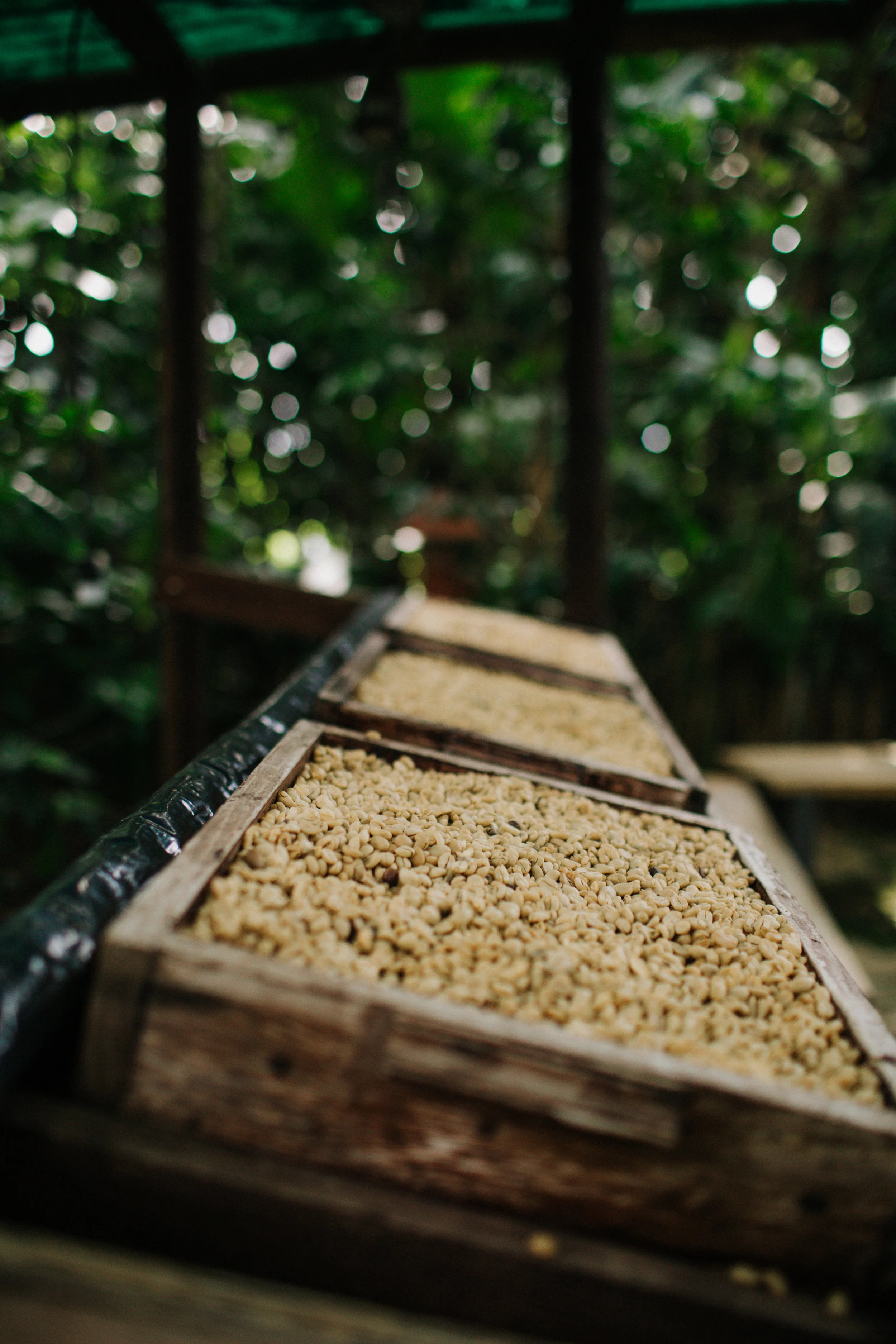 CoffeeFarmCostaRica_TR2018 (11 of 16).jpg